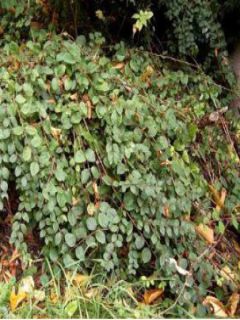 Symphorine de Chenault 'Hancock'