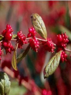 Symphorycarpos d. Magic Berry - Symphorine