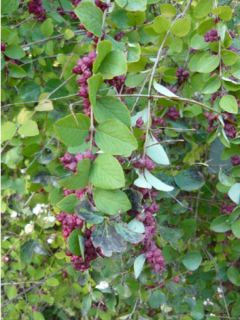 Symphorine orbiculatus