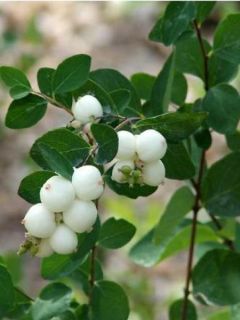 Symphorine blanche - Symphoricarpos albus