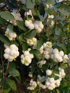Symphorine, Symphoricarpos doorenbosii White Hedge