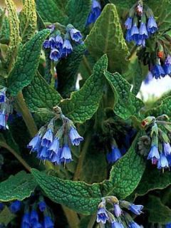 Symphytum azureum 