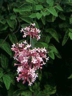 Syringa microphylla 'Superba' Syringa microphylla 'Superba'