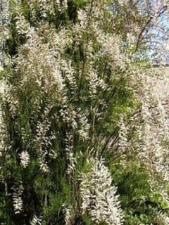 Tamaris d'été 'Hulsdonk White'®