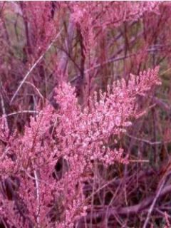 Tamaris d'été 'Rubra'