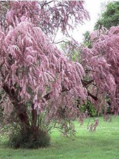 Tamaris parviflora