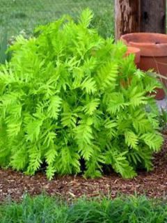 Tanaisie 'Isla Gold'