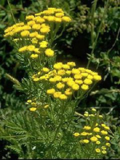 Tanaisie - Tanacetum vulgare