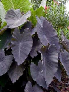Colocasia Black magic - Oreille d'Eléphant 