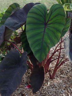 Colocasia Madeira - Oreille d'Eléphant
