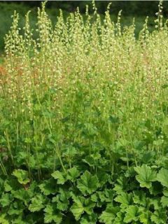 Tellima grandiflora - Tellime à grande fleur