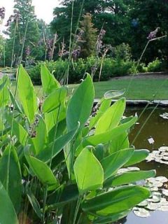 Thalia dealbata - Thalie blanchie