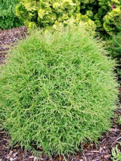 Thuja occidentalis Mr Bowling Ball - Thuya du Canada             