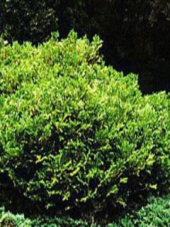 Thujopsis dolobrata Nana