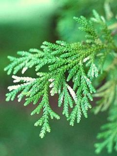 Thujopsis dolobrata