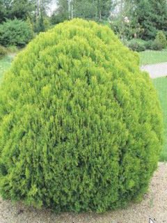 Thuja occidentalis Danica - Thuya du Canada                       