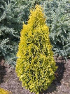 Thuya du Canada 'Jantar'