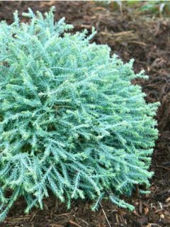 Thuya du Canada - Thuja occidentalis Pancake Concesarini