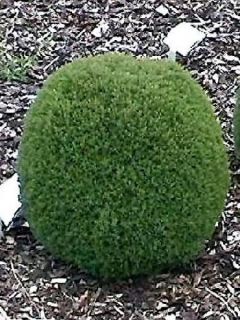 Thuya du Canada 'Teddy'