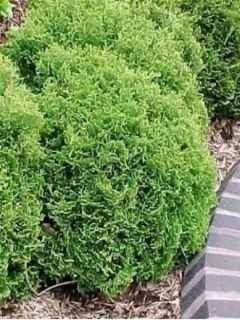Thuja occidentalis Tiny Tim - Thuya du Canada                    
