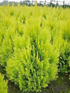 Thuya géant - Thuja plicata 4 EVER GOLDY®