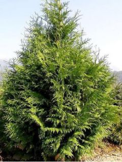 Thuja plicata Excelsa