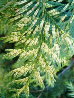 Thuya pour haie Zebrina - Thuja plicata 