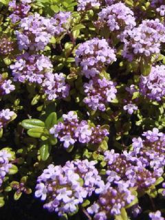 Thym à longues tiges