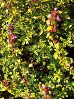 Thym citron Bertram Anderson - Thymus citriodorus