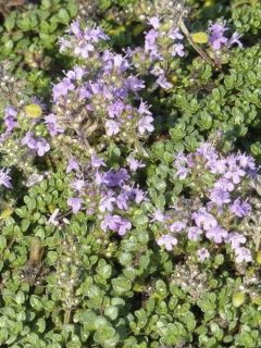 Thymus hirsutus - Thym hirsute.