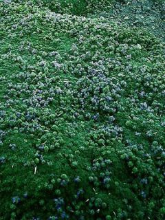 Thym laineux en godet - Thymus pseudolanuginosus