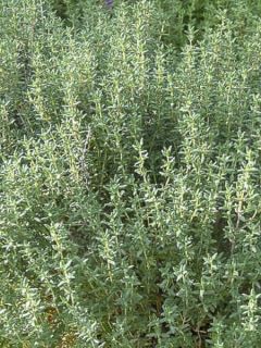 Thym officinal - Thymus officinalis