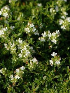 Thym praecox Albiflorus - Thym précoce