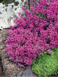 Escallonia Red Carpet