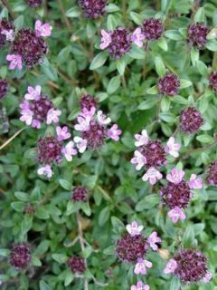 Thym serpolet - Thymus serpyllum