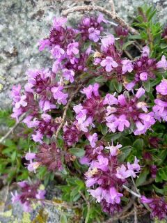 Thym pouillot, Serpolet 'Splendens'