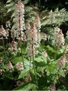 Tiarella cordifolia Pink Brushes