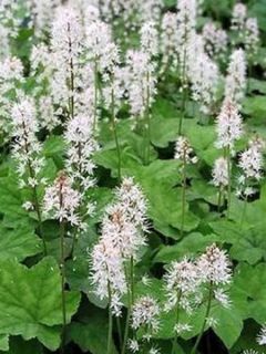 Tiarelle - Tiarella wherryi