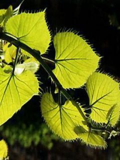 Tilleul de Henry Tilleul de Henry