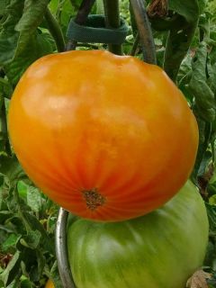 Tomate Ananas en plants
