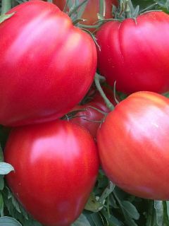 Tomate Cuor di Bue Bio - Cœur de Bœuf