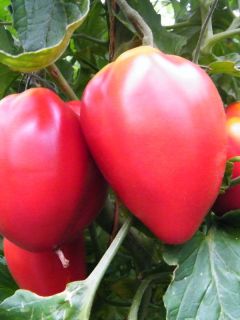 Tomate Fleurette F1 en plants GREFFES - vrai type cœur de bœuf hybride