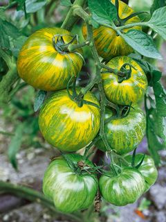 Tomate Green Zebra
