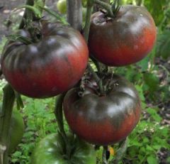 Tomate Noire De Russie AB - Ferme de Ste Marthe