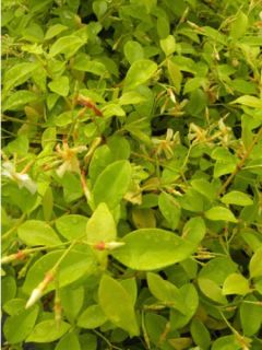 Trachelospermum asiaticum 'Golden Memories'