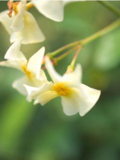 Trachelospermum asiaticum