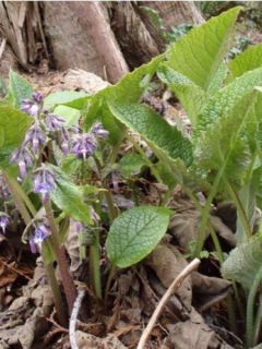 Trachystemon orientalis