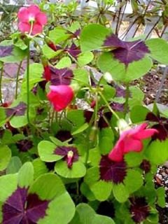 Trèfle à quatre feuilles