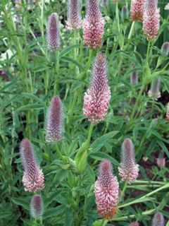 Trifolium rubens Peachy Pink - Trèfle pourpré Trifolium rubens Peachy Pink - Trèfle pourpré