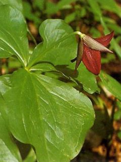 Trillium erectum